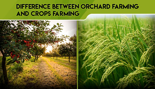 orchard-and-crop-farming-difference-orchard-and-crop-comparison